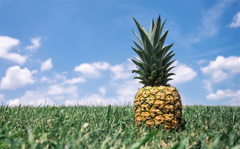 Piña: Cultivo, Características y Producción Mundial de la Fruta Tropical