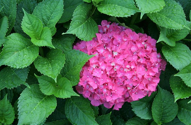 Plantas de exterior Para todo el año, resistentes al sol y al frio - Flores