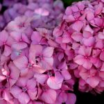 Plantas de sombra