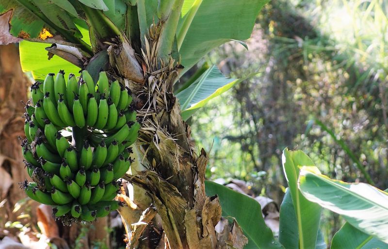 Plátano Descripción, características, distribución, hábitat Planta y fruta