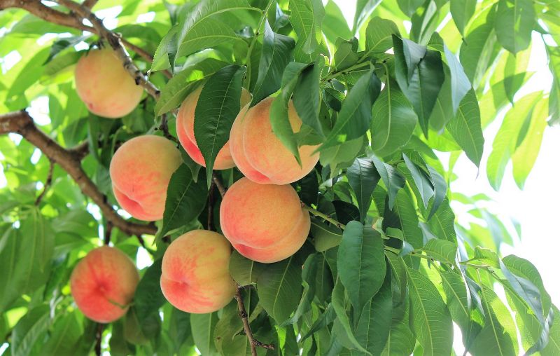 Árboles frutales | Qué son, tipos, cultivo, ideales para casa, curiosidades