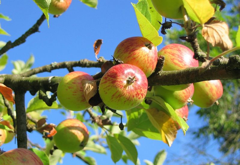 Los árboles frutales