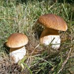 Boletus Edulis