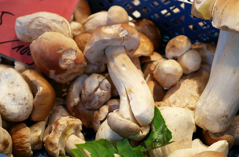 Boletus Edulis Características, hábitat, cultivo, usos Seta, hongo