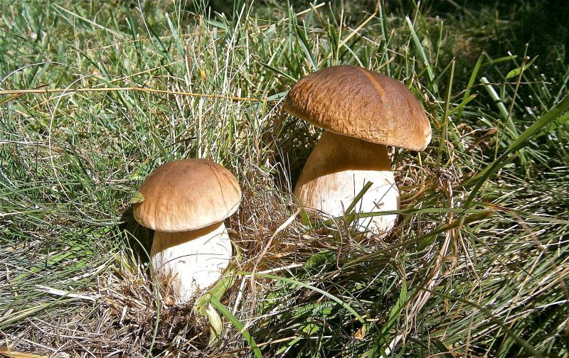 Boletus Edulis