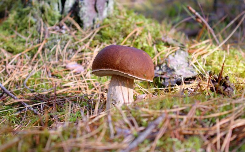 El Boletus Edulis