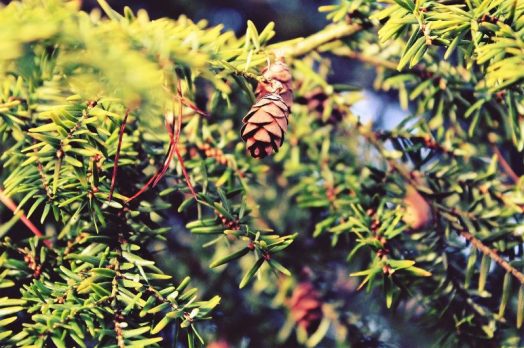 Bosque de coníferas | Qué es, características, flora, información, tipos