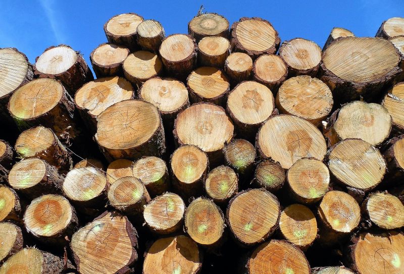 Tala de árboles | Qué es, información, causas, consecuencias, actualidad