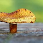 Reino Fungi