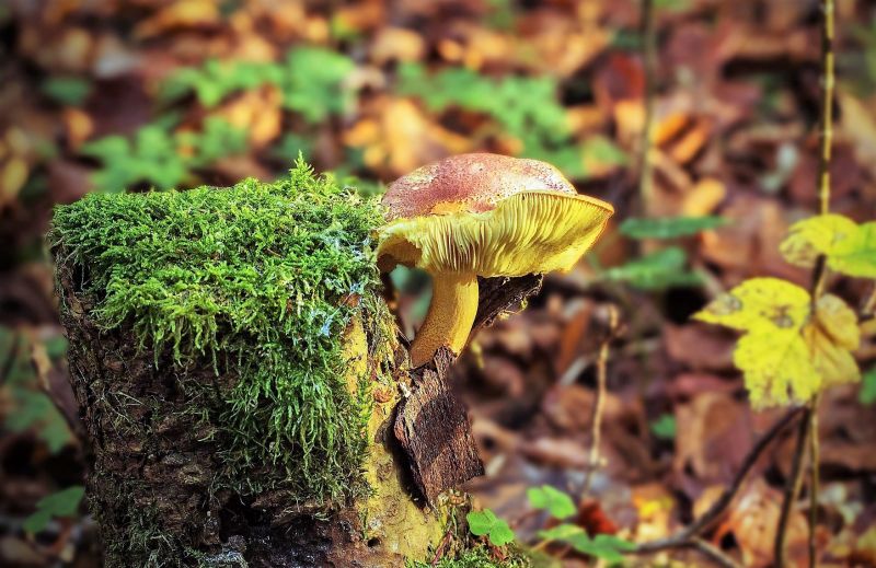 Reino Fungi Qué es, definición, características, clasificación, tipo Hongo