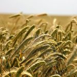 Agricultura de secano