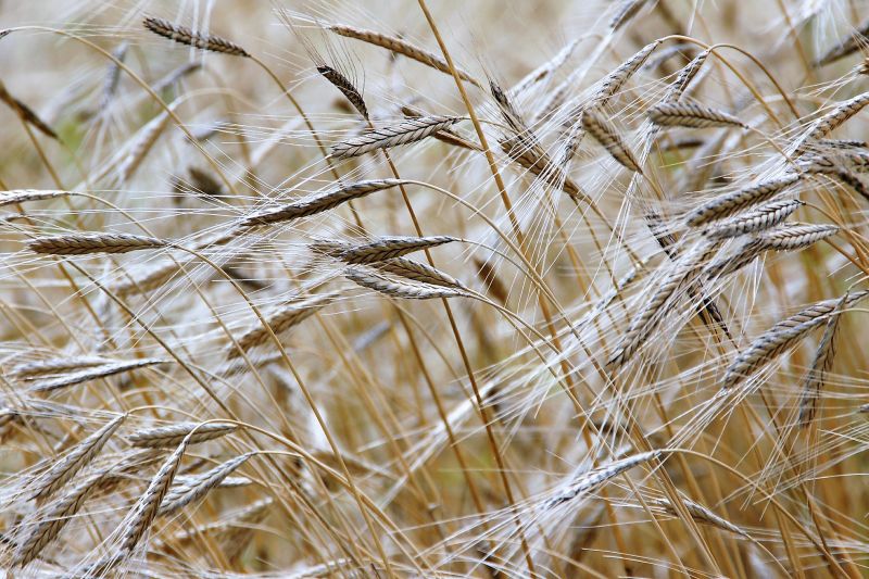 Agricultura de secano Qué es, definición, ventajas, desventajas, impacto