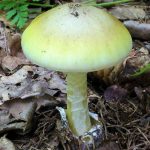 Amanita phalloides