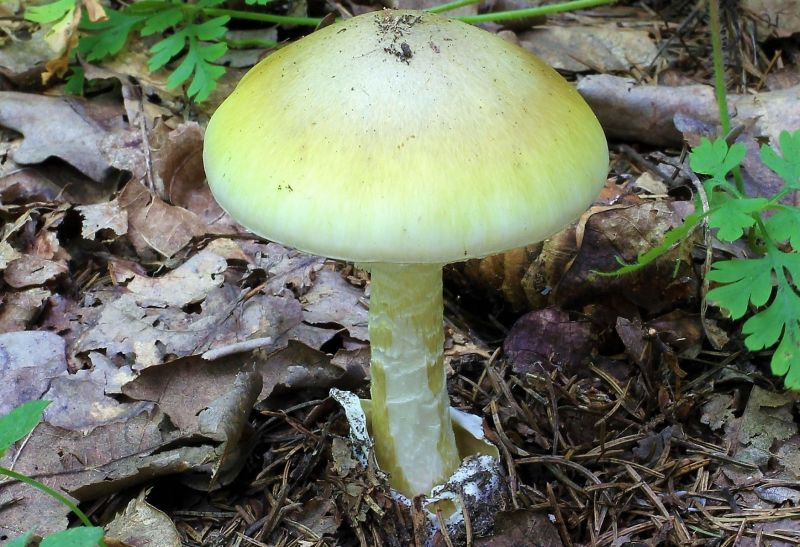 Amanita phalloides