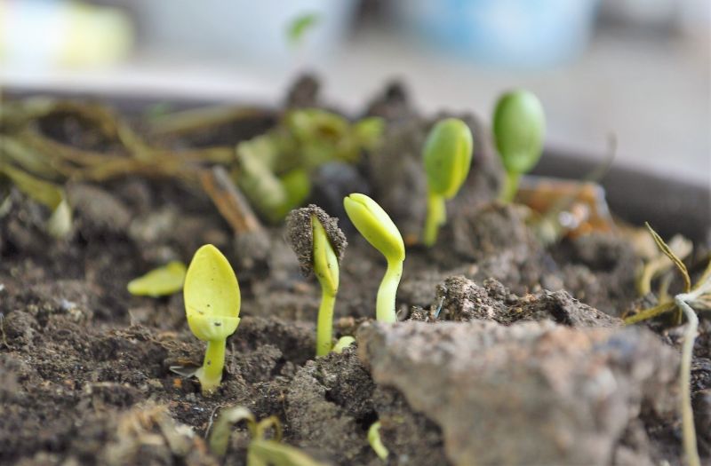 Compost orgánico Qué es, para qué sirve, elaboración, beneficios, abono