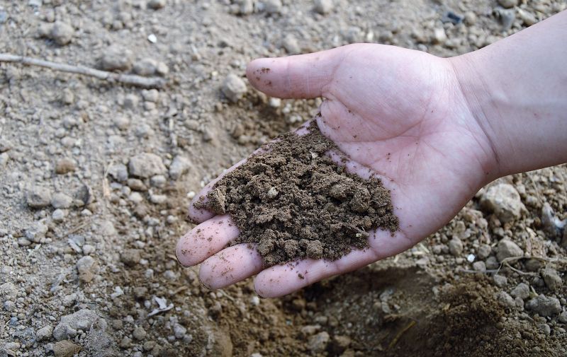 Compost orgánico