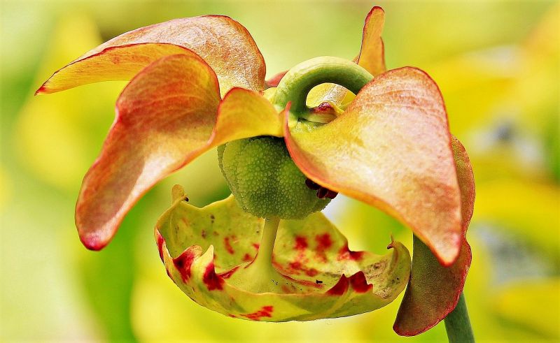 La sarracenia