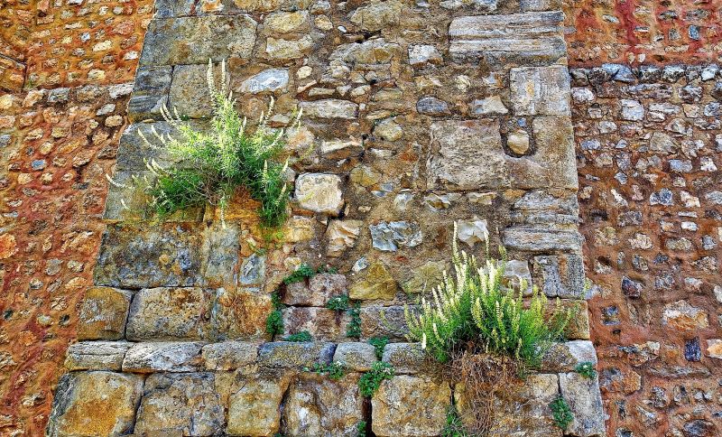 Maleza Qué es, características, tipos, porqué es indeseable Planta