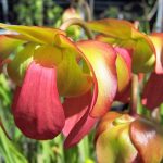Sarracenia