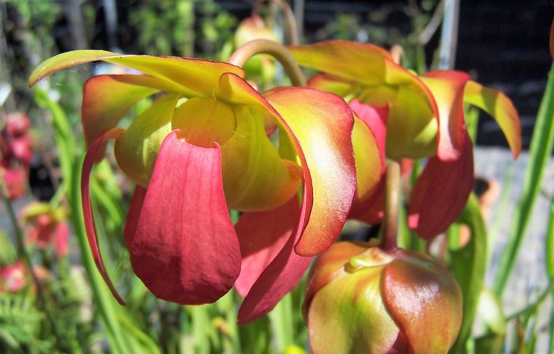 Sarracenia