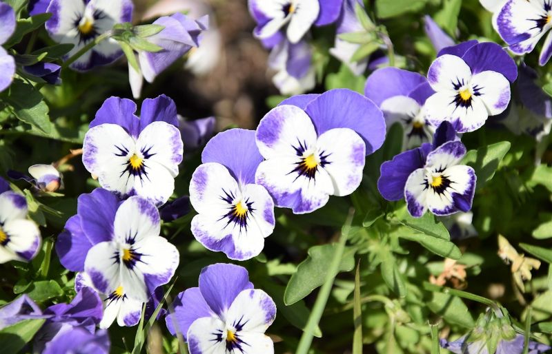 Viola | Qué es, características, tipos, cuidados, cultivo, usos | Planta,  flor