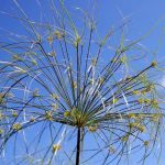 Cyperus papyrus