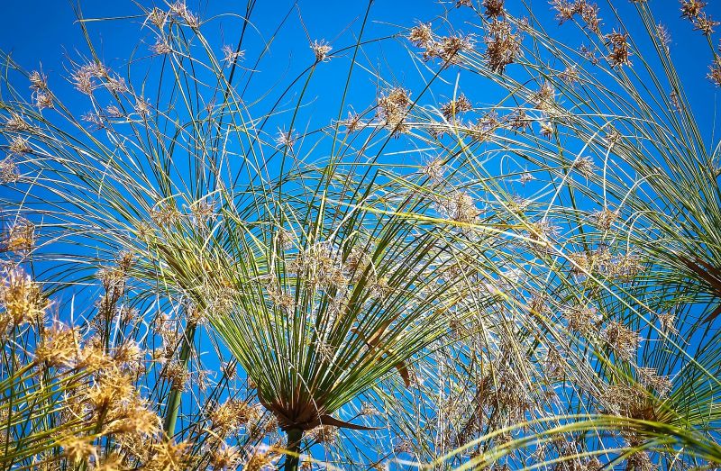 Cyperus papyrus Características, cultivo, cuidados, variedades Papiro