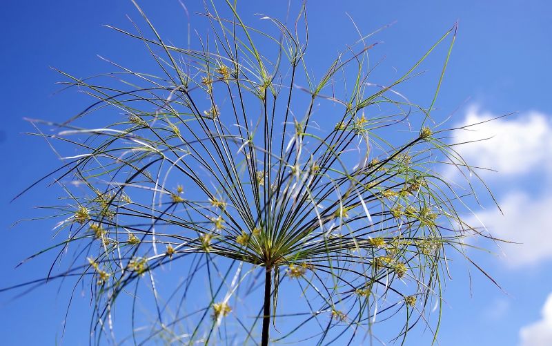 Cyperus papyrus