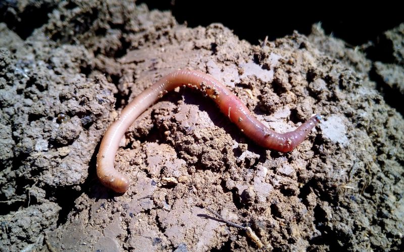 Humus de lombriz Qué es, para qué sirve, características, beneficios, uso