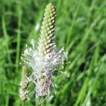 Plantago