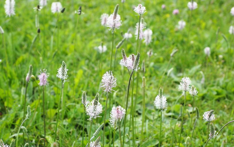 Plantago Qué es, usos, presentación, indicaciones, efectos secundarios