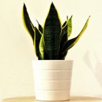 Sansevieria