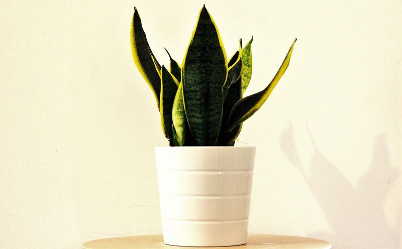 Sansevieria