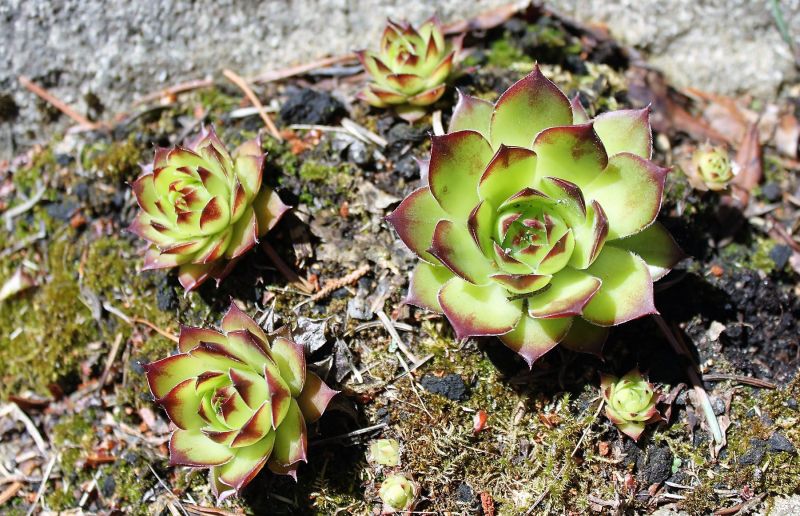 Siempreviva Caracteristicas Beneficios Propiedades Medicinales