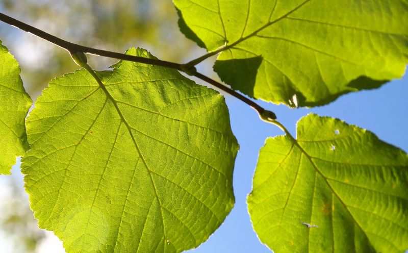 Corylus avellana