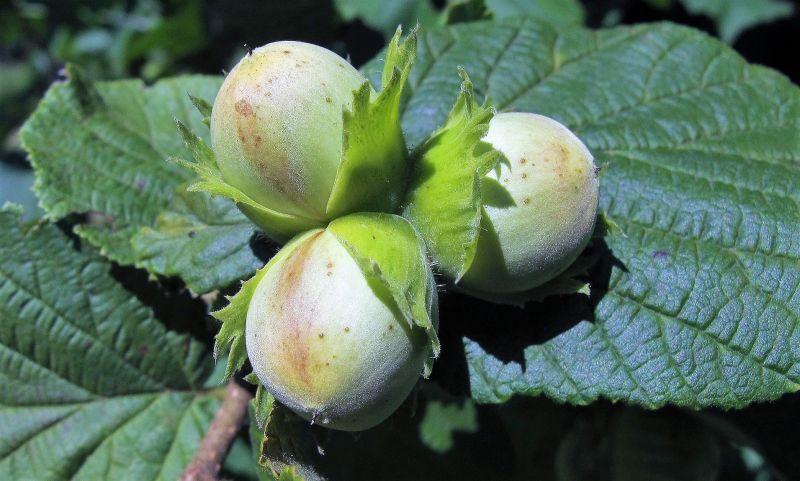 El corylus avellana