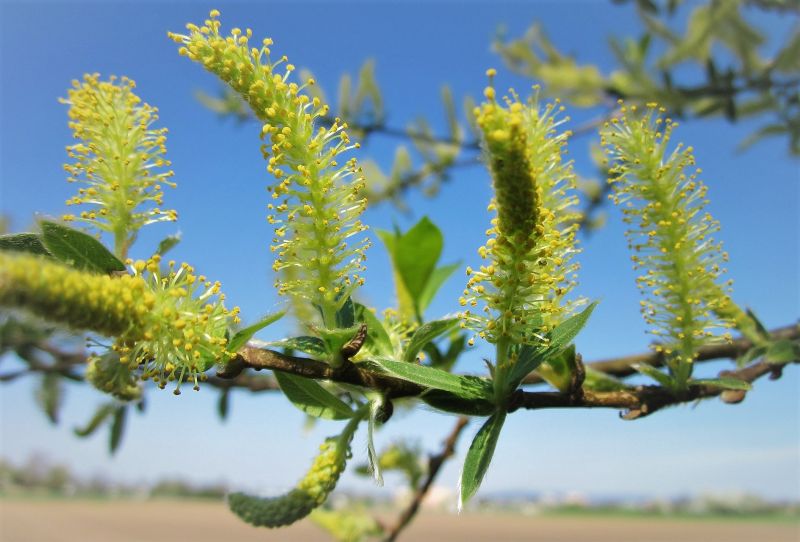 El salix alba