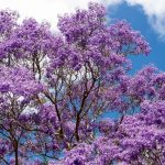 Jacaranda mimosifolia