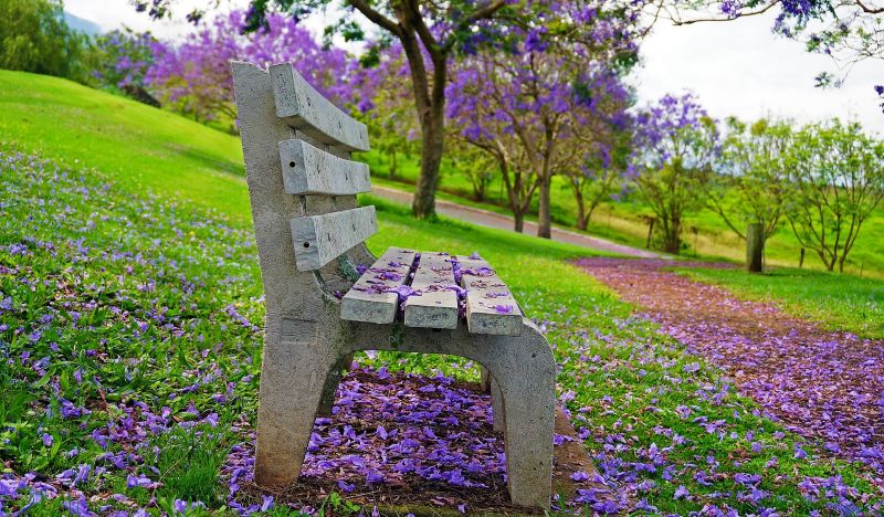 Jacaranda mimosifolia Cuidados, hábitat, características, partes Árbol