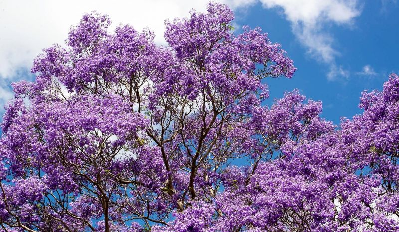 Jacaranda mimosifolia