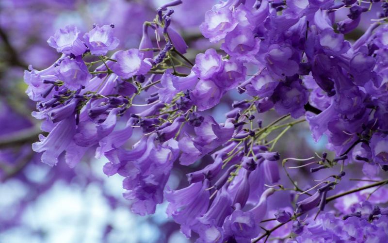 La jacaranda mimosifolia