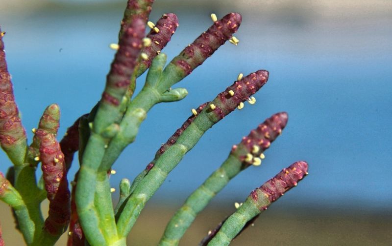 La salicornia