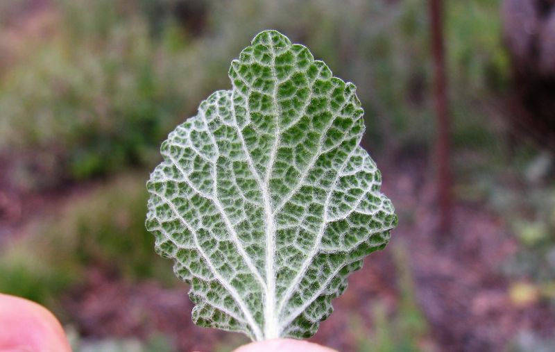 Marrubio Características, cultivo, reproducción, propiedades medicinales