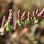 Salicornia