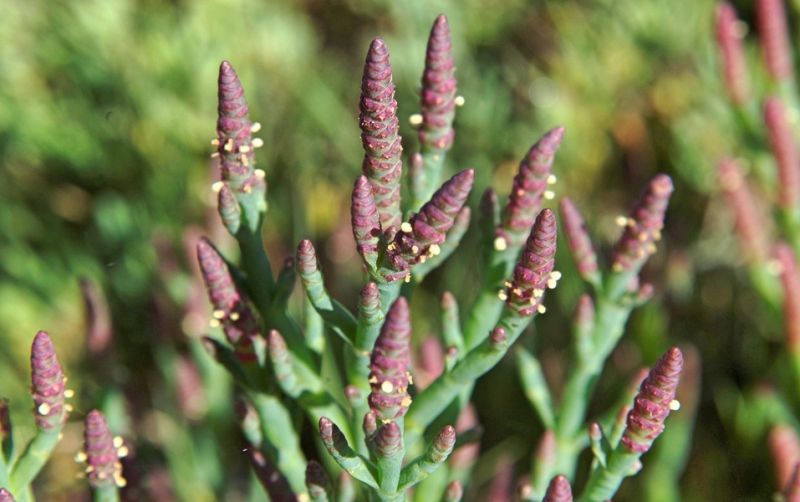 Salicornia Qué es, características, usos, beneficios para la salud Planta