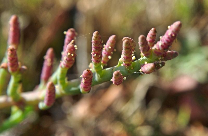 Salicornia