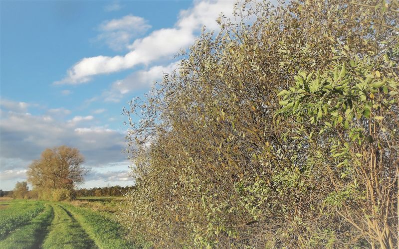 Salix alba Características, hábitat, reproducción, uso medicinal Árbol