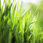 Agrostis