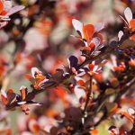 Berberis vulgaris