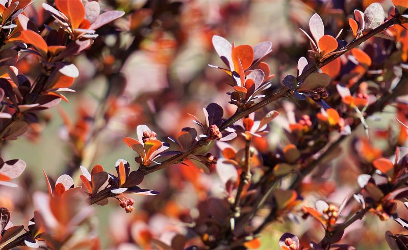 Berberis vulgaris